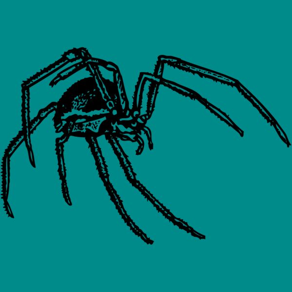 SPIDER01 Thumbnail